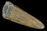 Fossil Crocodile (Goniopholis) Tooth - Aguja Formation, Texas #116677-1